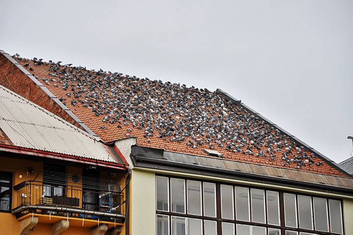 A2B Pest Control are able to install spikes to deter birds from roofs in Cheam. 