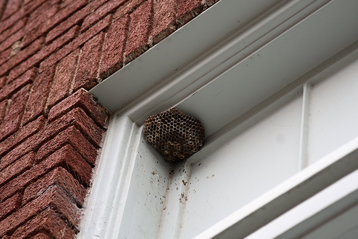 We provide a wasp nest removal service for domestic and commercial properties in Cheam.